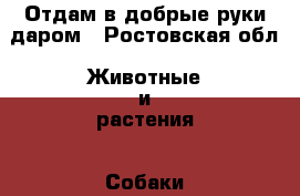 Отдам в добрые руки даром - Ростовская обл. Животные и растения » Собаки   